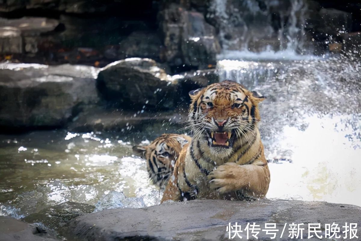 小长假|元旦小长假浦东接待游客132万人次！东方明珠登高跑、迪士尼乐园看烟花……你pick了哪个？