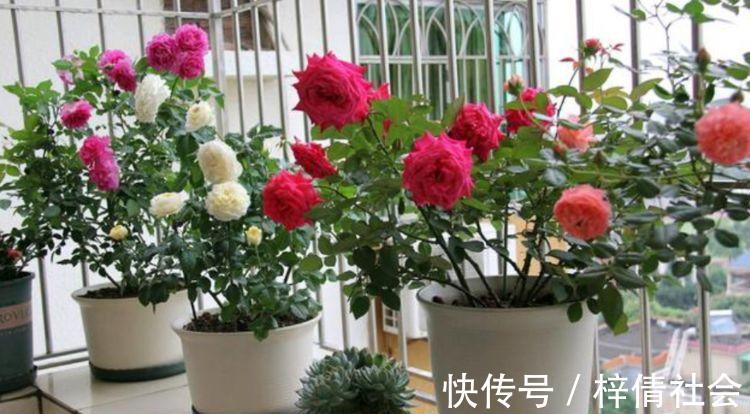 家里养4种花,沾土就活,一养就养爆,直接变成“小花园”