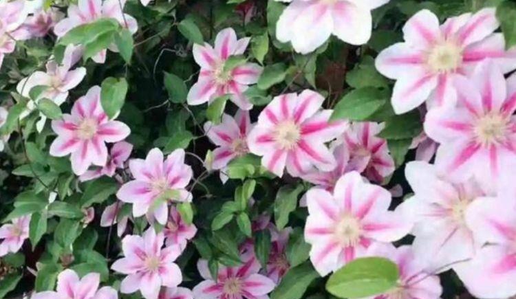 4种花养家里,谁见了都喜欢,第二种已经被迷住了