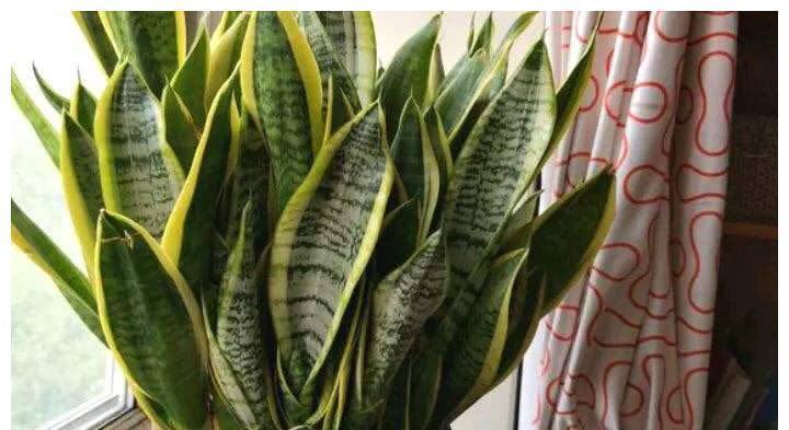 光照|养好虎皮兰,做对四个点,叶片硬挺长得高,满盆“虎芽”撑破盆