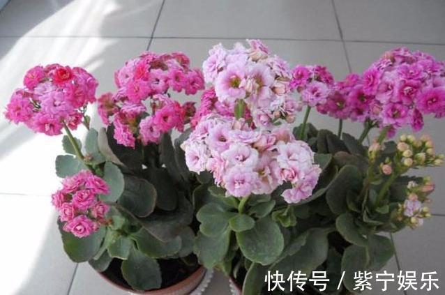 枝条|长寿花开花后，养护分“三步”，侧枝多，枝条壮，再次开花变花球