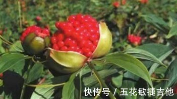 遇见|长得像石榴仔一样,晶莹亮洁,遇见请珍惜!