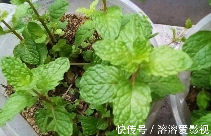 卫生间养花，首选这4种耐阴不怕潮的植物，长势好、空气更清新