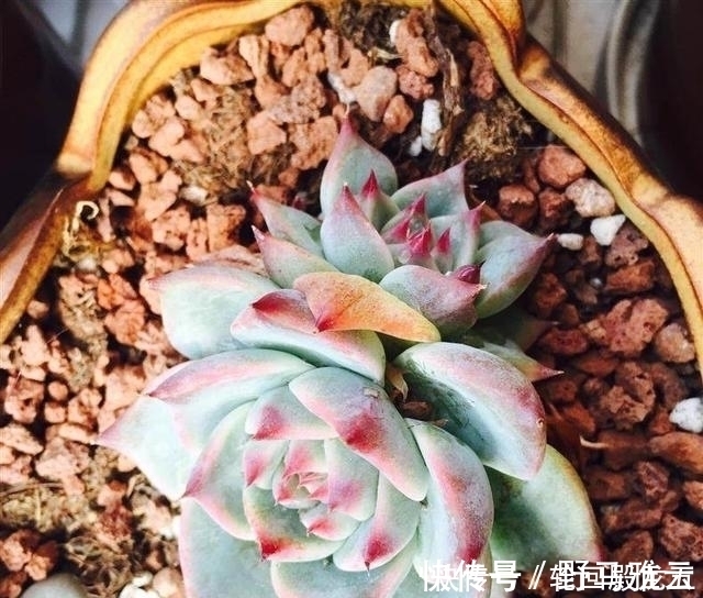 多肉|7字秘诀来养多肉,入坑9年多肉植物没徒也没腐