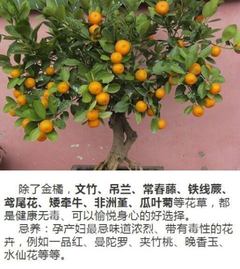 什么人养什么花,对号入座,看看你养对了吗?