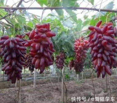 院子里不想养花,栽种几株此果树,果子比花儿漂亮,好养易活!