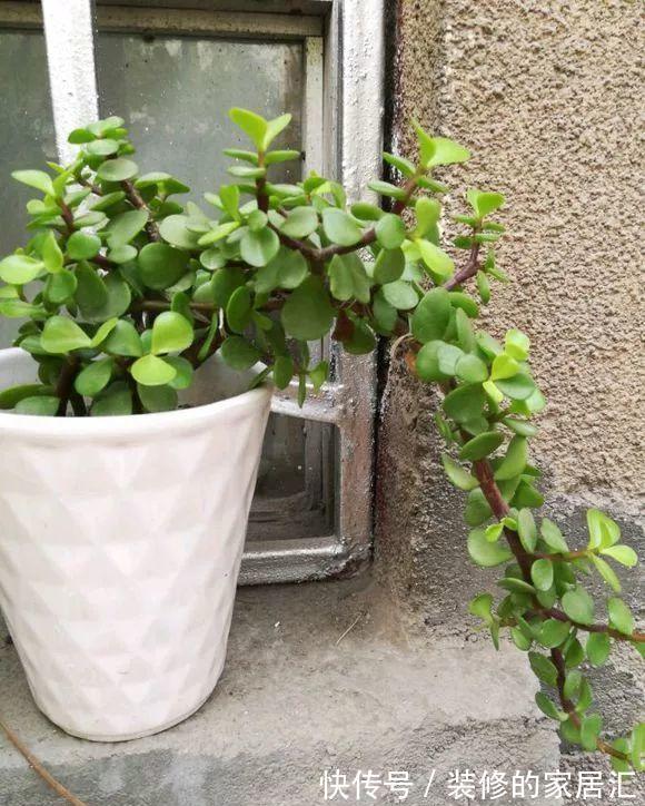 花卉|适合穷养的“5种花”,用小盆,少管一些更利于生长和开花