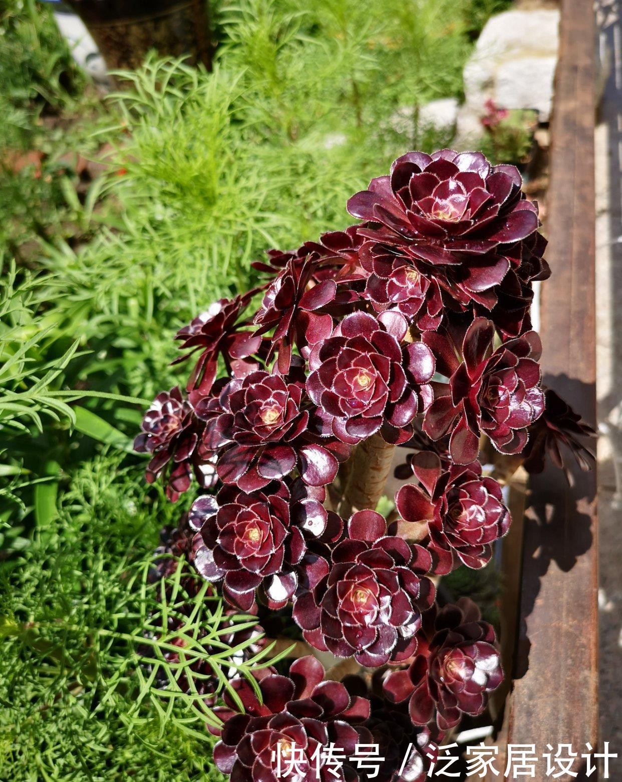 多肉|夏天温度高,不要给这“三多肉”喷水,否则易黑腐,直接化成水