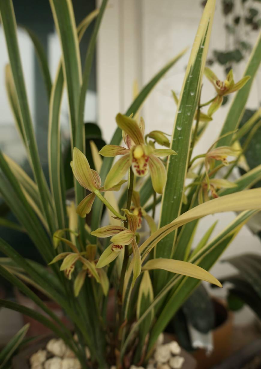 你还在花钱买兰花,农村山里的兰花漂亮又好养,全年都开花