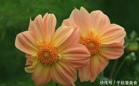 家养|家养几款花卉,花叶俱美,三季开花,丢土里就能活
