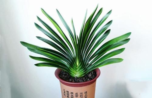 夏天养君子兰和兰花,切记要三懒一勤,夏天长势好、冬天开花多