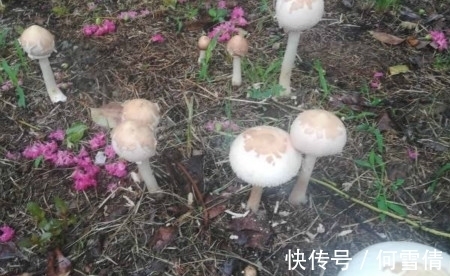 新手养花，不如养观赏精品：世界上最大的蘑菇有多大？