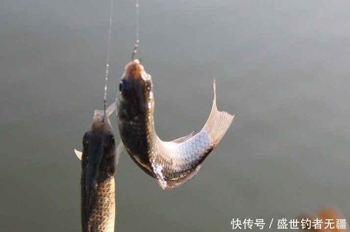 还在为钩距设定多少苦恼?教你轻松应对——盛世三渔