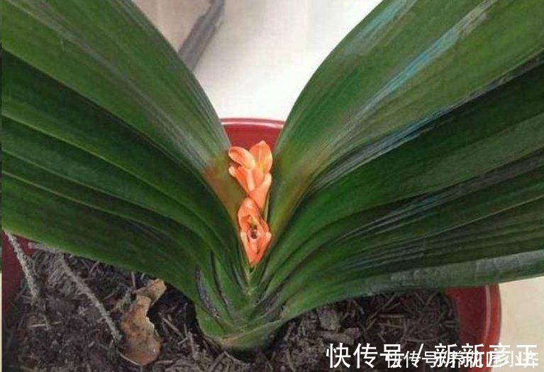 肥料|君子兰花箭“夹住了”,只需简单四步,让花杆快速长高,正常开花