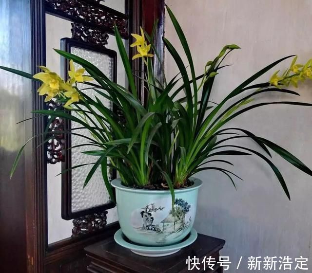 一番话|养兰花究竟有多难?听了王姐一番话才知道,原来的养护方法都错了