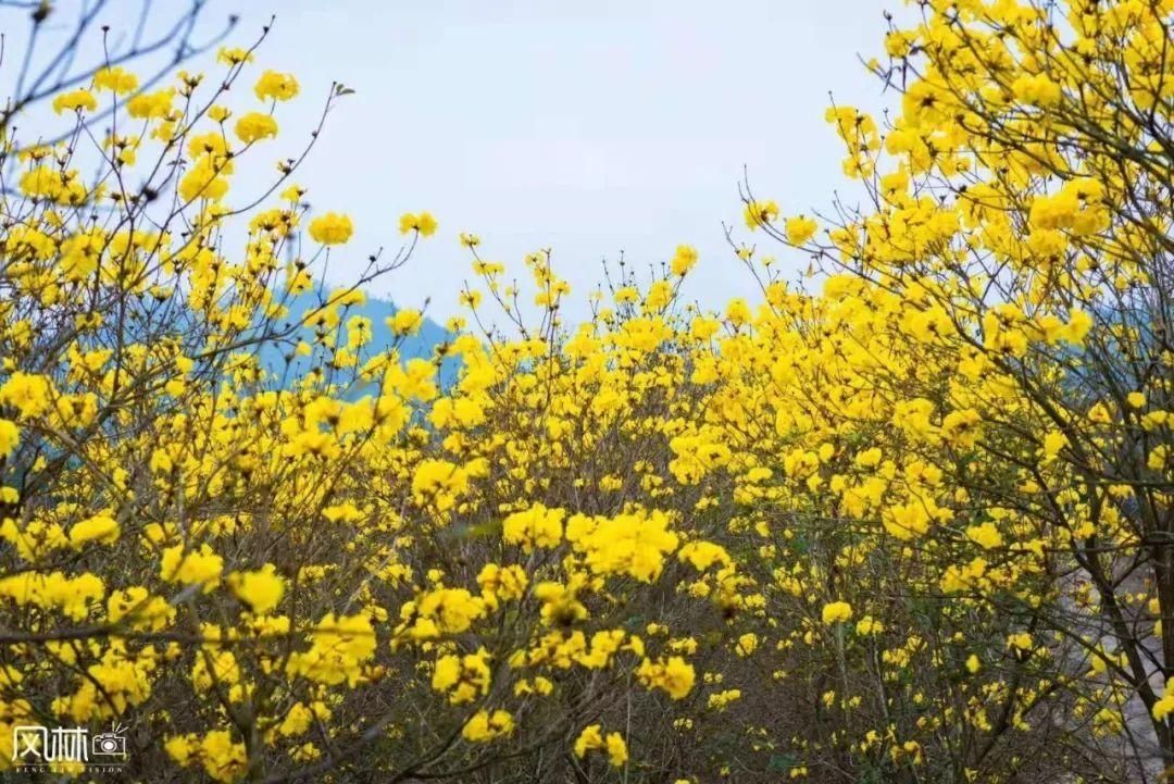 揭西|我的故乡·小山城揭西