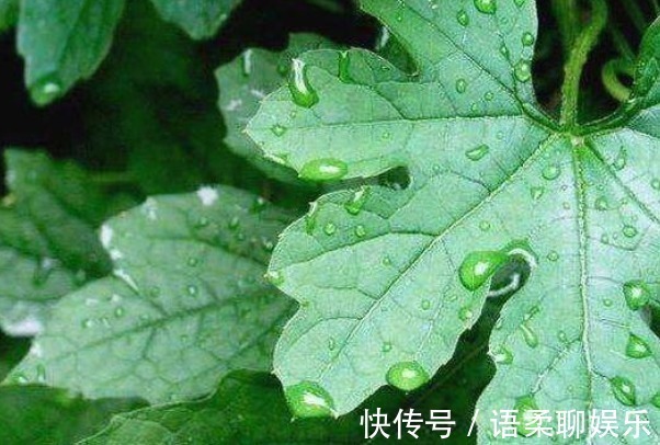 本草纲目|丝瓜叶比丝瓜还值钱别再扔了,吃对了4个好处不请自来