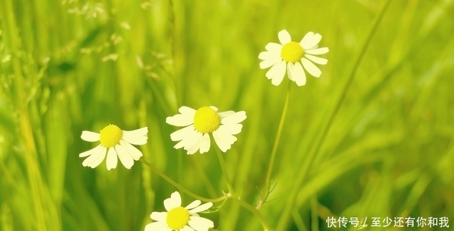 5月开始 桃花开真爱来 贵人找上门 日子越过越风光的生肖 全网搜