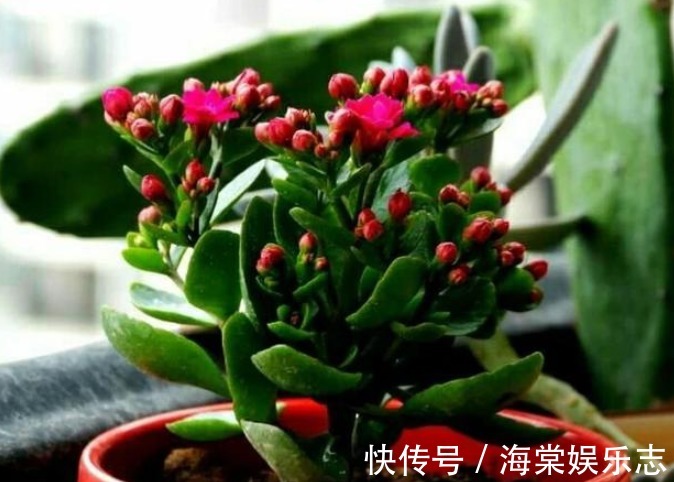 长寿花放在暗屋子里，对开花不好！小花匠教你养好长寿花！