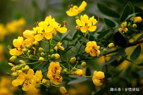 眼病|视力下降试试农村这种植物，泡茶饮用，能保护你的眼晴