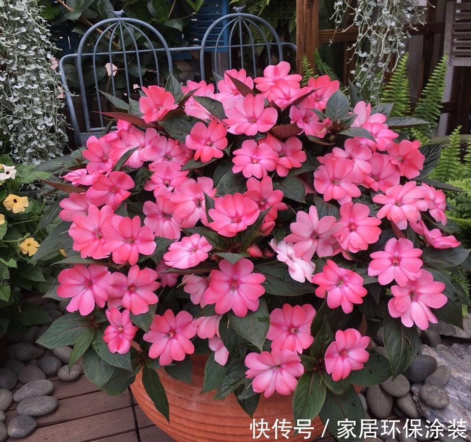 超耐热的盆栽花，花期达半年，盛夏花最美，观叶又赏花，值得拥有