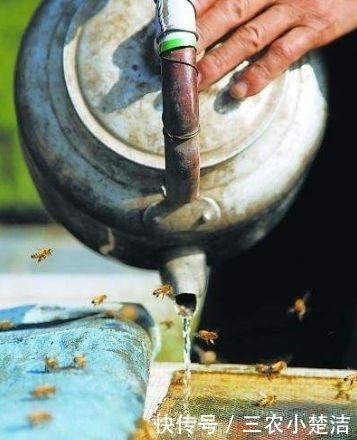 诱蜂|诱蜂为什么只能用蜂蜡? 白糖水与蜂蜜为什么不适合用来诱蜂?