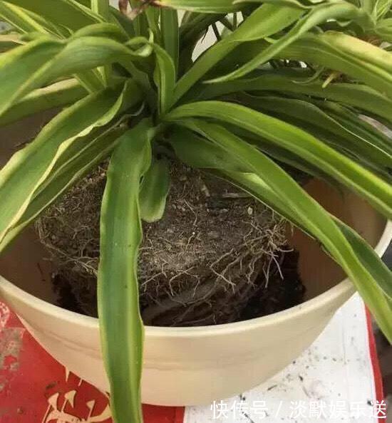 肥沃|10月养吊兰,多做这“1步”,匍匐茎蹭蹭长,叶绿又大,长爆盆