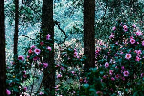 老年|湖南怀化：茶花迎春惹人醉 繁花相伴迎新春