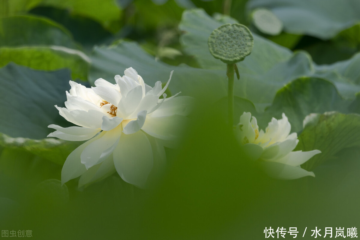  烟雨|烟火流年，如梦蹁跹，岁月的信笺上，一袭烟雨