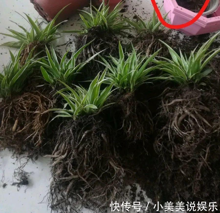 给这花换盆,土里扒出30个崽,根本不用扦插!