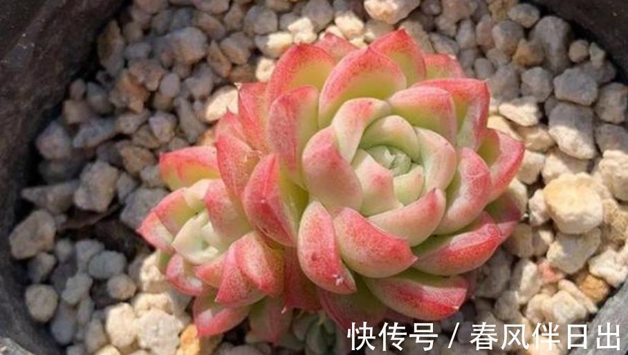 多肉|养了2年的多肉不见长?老花匠教你一招,掌握了轻松养出肉墩子