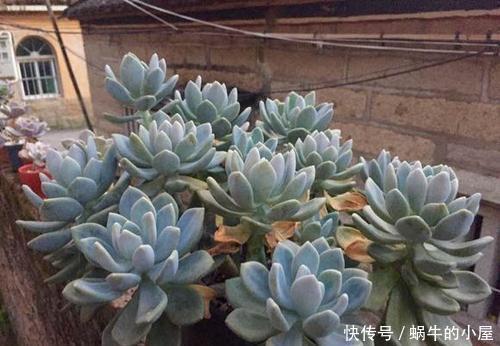 姬胧月|3种多肉植物,容易长成悬崖桩,养护简单颜色艳,高贵大气有格调