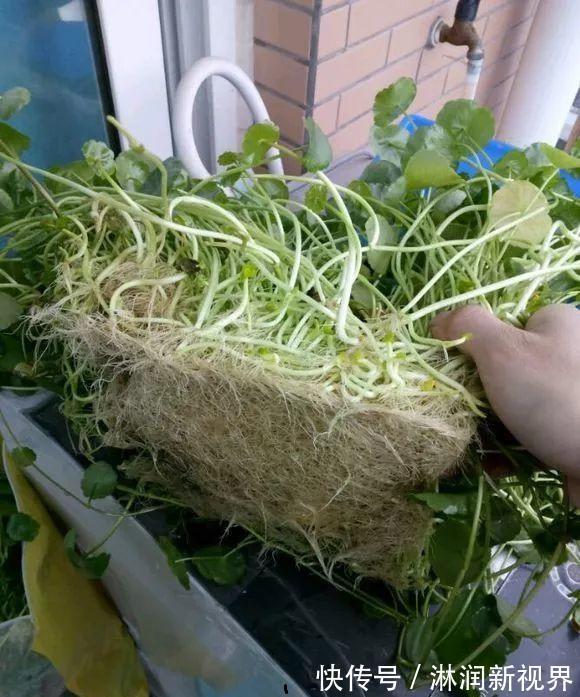 光照|铜钱草不用买,问邻居要一根小苗,足够你爆盆了