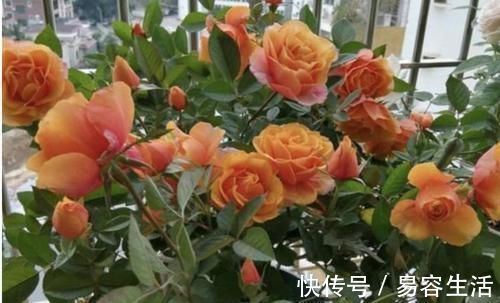 阳台|阳台适合养的3种花，个个是爆花王，轻松开成花园