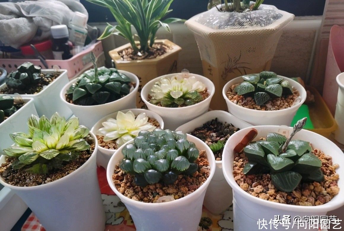 多肉|你买过最贵的多肉多少钱？300块的冰灯玉露锦，很多人都说不值