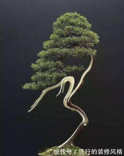 树桩盆景促老催古的方法与技巧，教你制作出一盆漂亮的树桩盆景