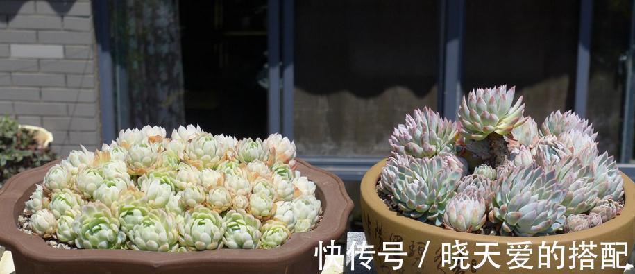 “加工”后的淘米水养多肉，效果杠杠的，早知道早受益