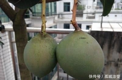 吃完的芒果千万不要再扔掉了,要不然你就会错过非常漂亮的盆栽!