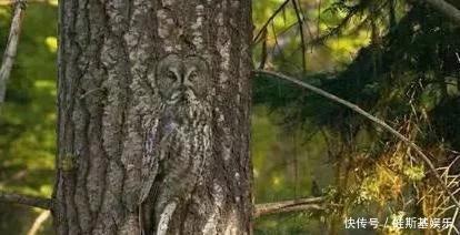 测试|这道痴呆测试:找出图中的猫头鹰!有人一秒就看见,有人却找不到