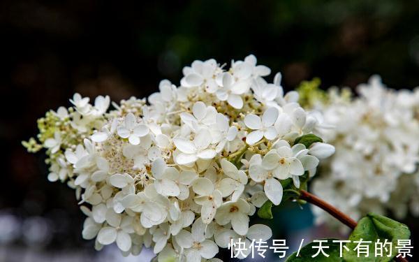 圆锥|秋天遇到8种花,该出手时就出手,犹豫不决容易坏事