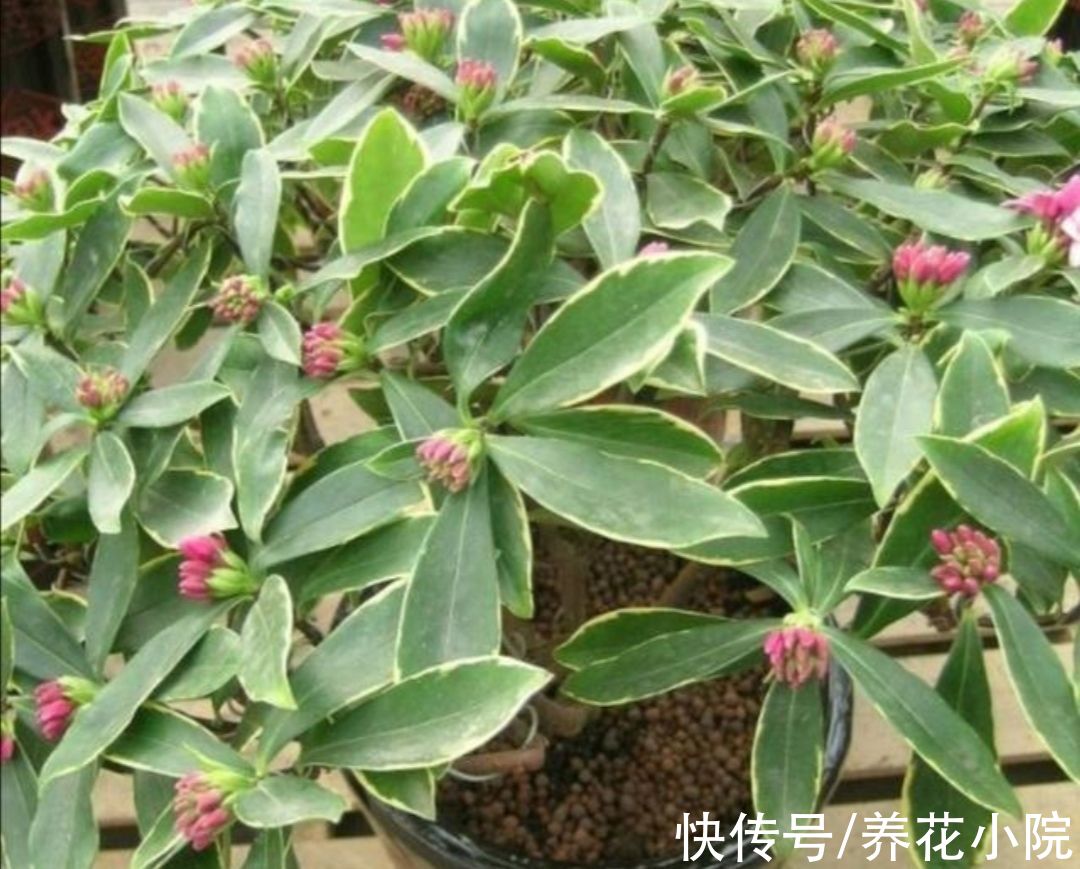 10月以后，3种花不要再“修剪”，否则春天没花看