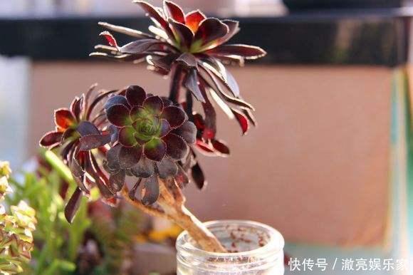 浇水|多肉不能随便养，挑这3个品种，三五年成老桩，价值涨了不少