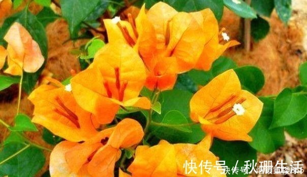 百日草|喜欢三角梅，首选“珍稀品种”柠檬黄三角梅，花开爆盆成花海！美