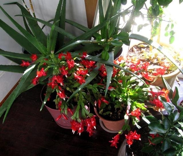 2种“垃圾”不要扔,是养花的“花肥王”,蟹爪兰吃一点就花爆盆