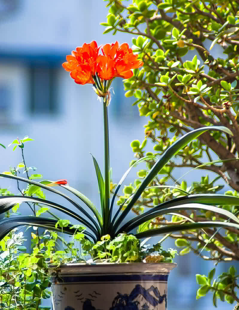 适合养在客厅的“4类花”,越养家里越“干净”,又美又健康