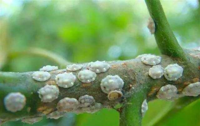 养花招了介壳虫,看着难受花卉长得差,怎么灭虫好方法教给你