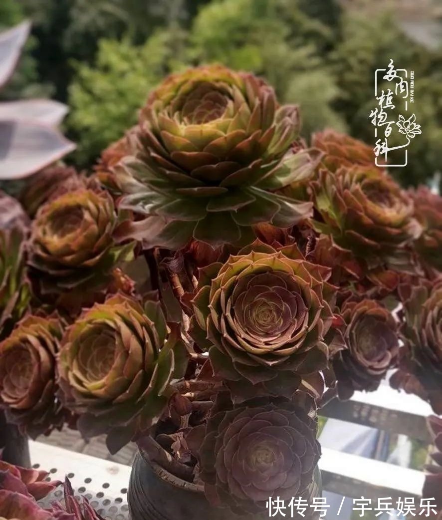 多肉植物|养多肉三年多九万里悟道,终归诗酒田园!