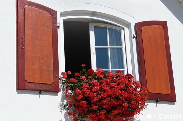 她只养了1种花,1米小阳台却开成花海!她只养了1种花,1米小阳台却开成花海!