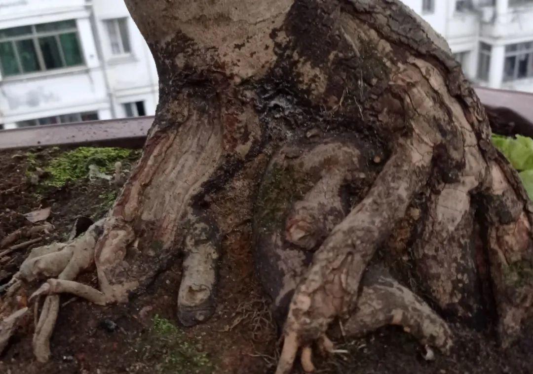 最小的盆,养最牛的花,还能开爆盆,真牛!