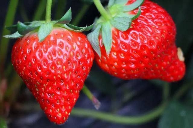土鸡蛋|孕期不要暴饮暴食,这几种食物可多吃,对胎儿身体好